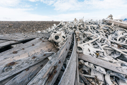 View of the historic beluga whale bone pile and weathered wooden remains at Bamsebu on a rocky shore under a cloudy sky Svalbard, Svalbard and Jan Mayen.