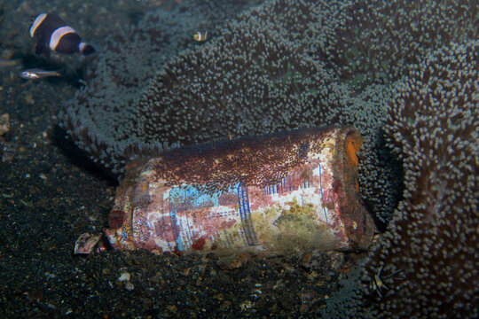 Panda Anemonefish Amphiprion polymnus