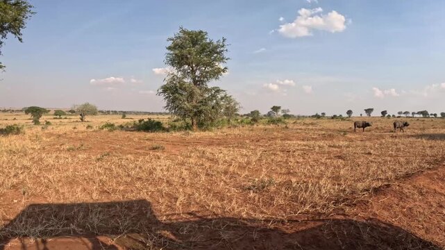 Scenic safari footage of African buffalo in Kidepo NP Uganda with vast savanna landscape, cinematic wildlife video
