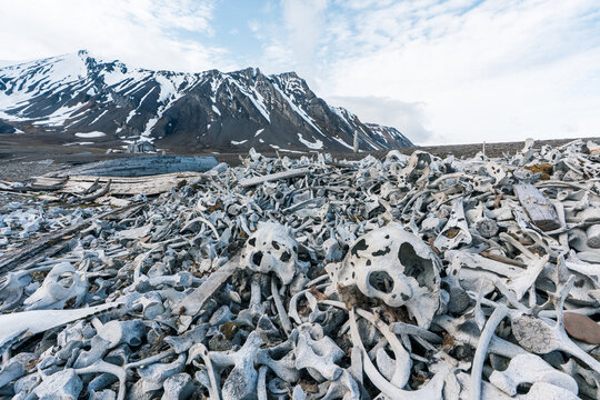 View of the historic Bamsebu hut and a large pile of bleached whale bones with snow-capped mountains in the background in Svalbard, Svalbard and Jan Mayen.