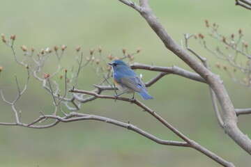 Obraz premium Male Red-flanked Bluetail on a Branch