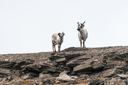 View of two Svalbard reindeer standing on a rocky ridge under an overcast sky near Bamsebu, Svalbard, Svalbard and Jan Mayen.