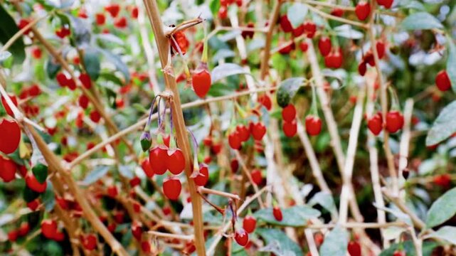 Goji berries bush