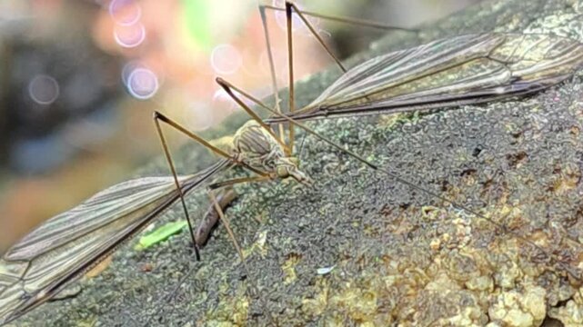 

A jewel in the rough: Crane fly in a mystical field of shimmering water bokeh #001

