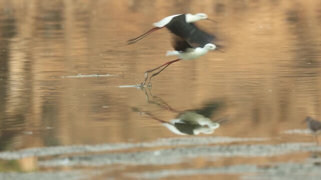 Wide shot of a pair of black-winged stilts standing in the water with beautiful reflection before flying away, Mana Pools.