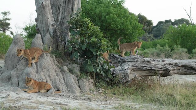 Wide shot of four lion cubs sitting on a termite mound and a fallen tree, Botswana.