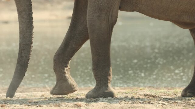 Medium closeup of an African elephant's trunk smelling and picking up small plants while walking along the river's edge with a cute calf's head appearing between its mother's legs, Mana Pools.