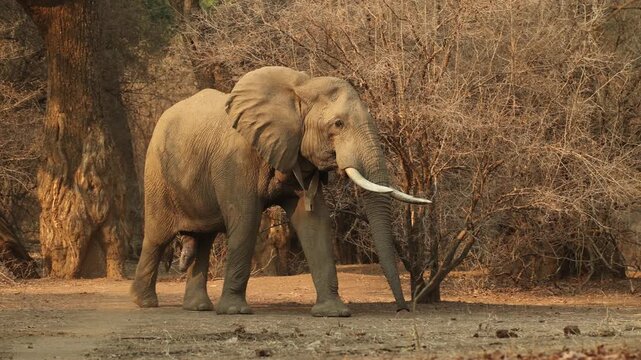 An African elephant wearing a tracking collar around his neck is walking between the dry bushes in Mana Pools.
