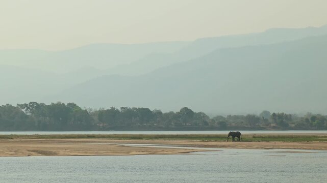 Extreme wide shot of an African elephant standing on the banks of a mighty river with trees and hills in the background, Mana Pools.