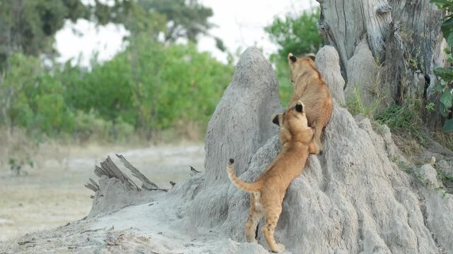 Wide shot of two lion cubs playing and chasing each other on a termite mound, Botswana.