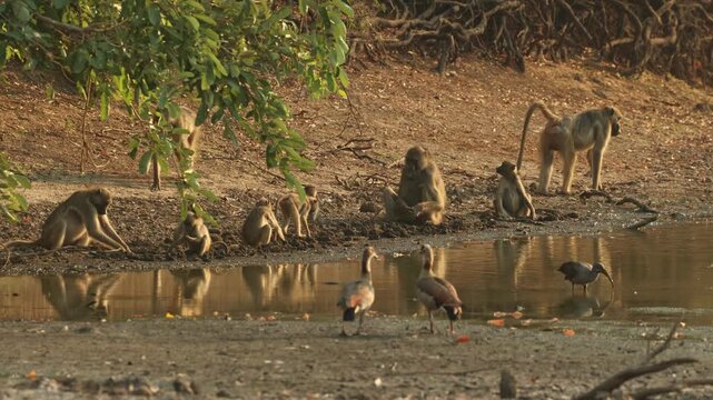 Wide shot of a troop of Chacma baboons sitting at the edge of a waterhole digging for food. Beautiful reflection in the water in golden light, Mana Pools.