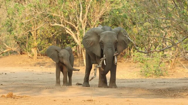 An alert African elephant cow holding a branch in her mouth while her calf is standing next to her before relaxing again and letting her young reach for the branch with its trunk, Mana Pools.