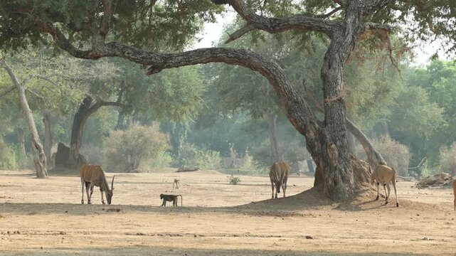 Wide shot of eland antelope and baboons feeding in the shade of a large tree in Mana Pools.