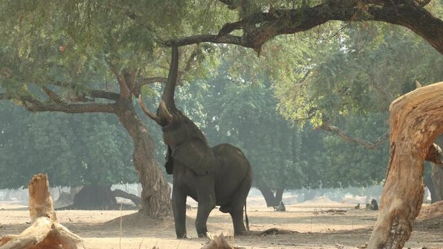 An African elephant lifts his trunk to pull on the seeds hanging above him in the huge trees while Chacma baboons are walking in the background, Mana Pools.