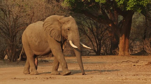 An African elephant with a tracking collar around his neck is walking over the dry soil with a treeline in the background in golden light, Mana Pools.