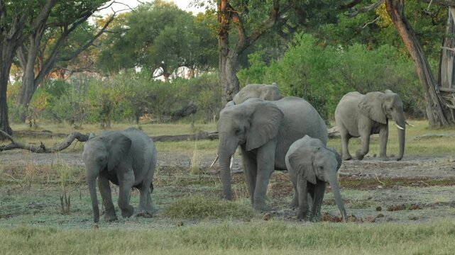 Wide shot of a herd of African elephant feeding in the open plains with big trees in the background during summer, Botswana.