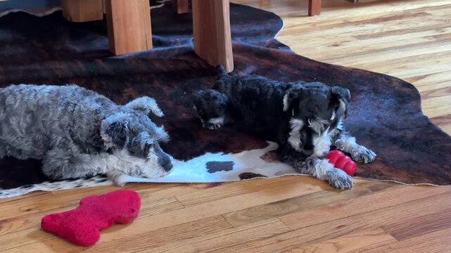 One schnauzer watches while another tries to get food from toy