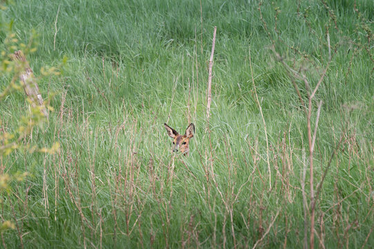 Ein Reh versteckt sich in einer Wiese