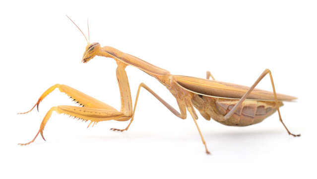 Large Brown Praying Mantis Isolated on White Background