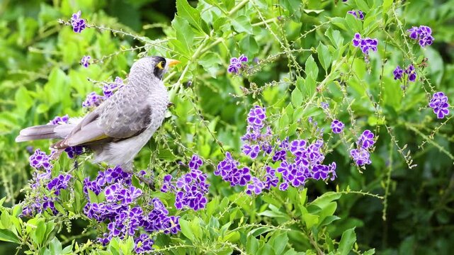 Noisy miner bird perched on purple duranta bush foraging in lush garden setting.