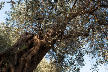 Ancient olive tree trunk close up, twisted bark texture and branches, old Mediterranean olive tree, natural wood pattern, organic background, copy space © vveronka