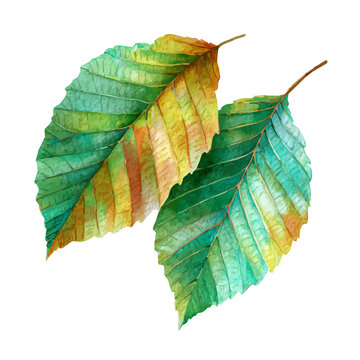 Walnut Leaf watercolor drawing vector, premium quality illustration on a clean white background.