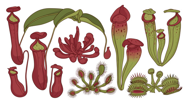 Venus Flytrap Carnivorous Plant Species.