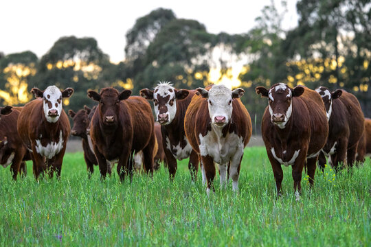 Cow Herd in the Argentine countryside, La Pampa Province, Patagonia, Argentina.