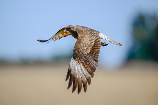 Caracara chimango in flight , La Pampa province, Patagonia , Argentina