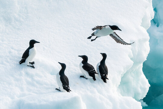 View of Brunnich's guillemots resting on a snow-covered ledge at Alkefjellet with one bird in flight Svalbard, Svalbard and Jan Mayen.