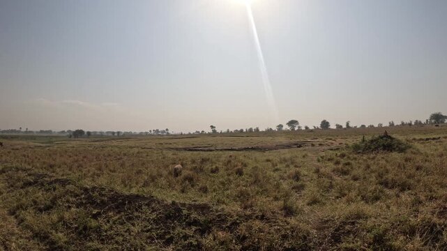 Cinematic safari footage of warthogs and vervet monkeys in Kidepo Valley National Park Uganda, unique African wildlife interaction on savanna travel video