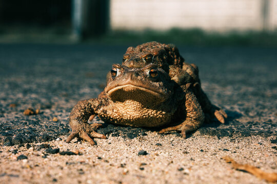 Common toads during copulation. Amplexus.