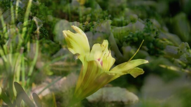 Soft doubling causing foliage shifting, yellow trumpet flower holding center, petals showing depth