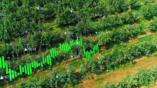 Drone scanning rows driving farm workers walking grove checking with green charts showing crop data