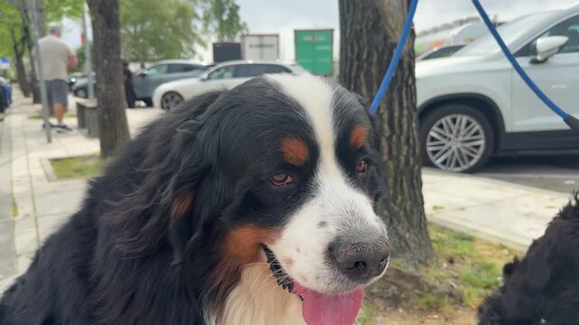 Close up portrait of Bernese mountain dog outdoors