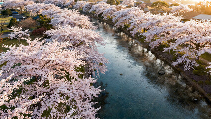 Aerial View of Blooming Sakura Cherry Blossom Trees Along a River © Tinnaphat