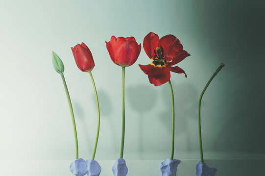 Female reproductive lifecycle concept with tulip blooming stages, gynecology health metaphor, fertility and menopause timeline, hormonal changes and women wellness, biological aging process 