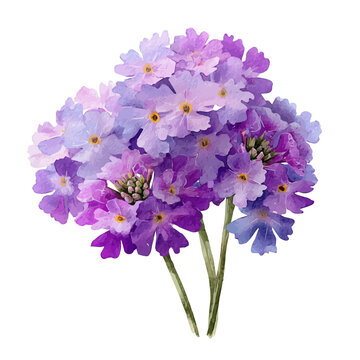 Verbena Bouquet watercolor vector, hand-painted style, high-quality illustration isolated on white background.