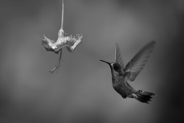 Obraz premium Mono brown violetear lifts wings approaching flower