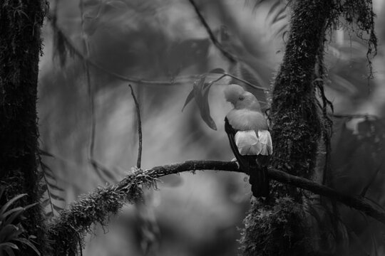 Mono Andean cock-of-the-rock turns head on branch