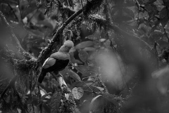 Mono Andean cock-of-the-rock in profile on branch
