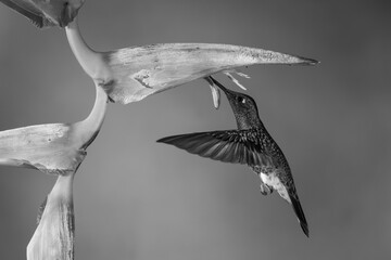 Fototapeta premium Mono buff-tailed coronet feeds hovering beneath heliconia