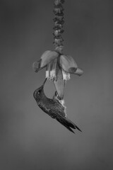 Fototapeta premium Mono buff-tailed coronet drinks perching on flower