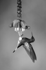 Fototapeta premium Mono buff-tailed coronet flaps wings on flower