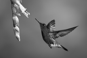 Fototapeta premium Mono buff-tailed coronet flies upwards towards flower