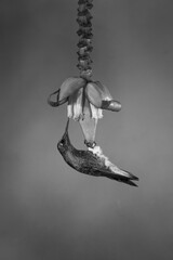 Fototapeta premium Mono buff-tailed coronet hangs feeding from flower