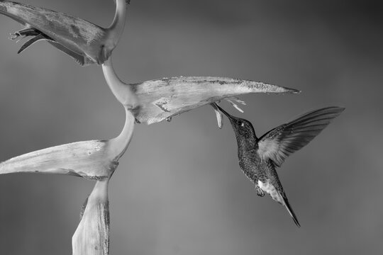 Mono buff-tailed coronet feeds hovering under heliconia