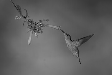 Fototapeta premium Mono fawn-breasted brilliant feeding from Cape fuchsia