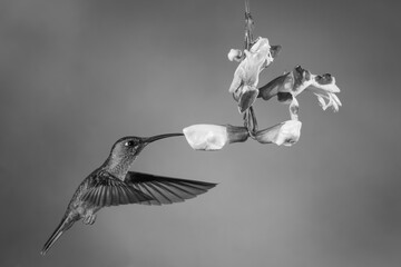 Fototapeta premium Mono fawn-breasted brilliant feeding from Mysore trumpetvine