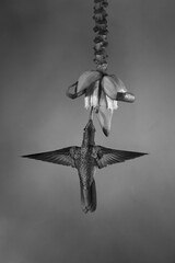 Fototapeta premium Mono fawn-breasted brilliant flaps wings beneath flower